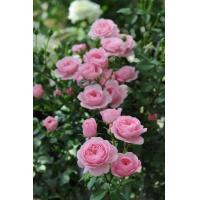 ราคา เมล็ดพันธุ์ เมล็ดกุหลาบ ดอกกุหลาบ พันธุ์ Soeur Emmanelle ชัวร์เอมมานูเอล กลิ่นหอมมาก ดอกสวย กลีบเยอะ กุหลาบเลื้อยพุ่มสูง อัตรางอก 80 8 เมล็ด (16320950742)