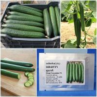 ราคา เมล็ดพันธุ์ แตงกวา ยูนากิ Unagi Cucumber F1 Seed 10 เมล็ด คุณภาพดี ราคาถูก ของแท้ (7489454776)