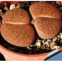 ราคา 10 เมล็ด ไลทอป กระบองเพชร ไม้อวบน้ำ กุหลาบหิน แคคตัส Living Stones Lithops เมล็ดใหม่ สายพันธุ์ lesliei C005 (19905108843)