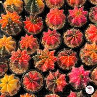 ราคา รวมยิมโน Gymnocalycium Mix แคคตัส กระบองเพชร cactus succulent (19335960200)