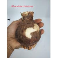 ราคา ว่านสี่ทิศ สี่ทิศไวท์คริสมาสต์1หัว Amaryllis Single C้hristmasไม้หัว ว่านสี่ทิศราคาถูก สี่ทิศสีขาว ว่านสี่ทิศฮอลแลนด์ ว่านสีทิศดอกซ้อน (14714454151)