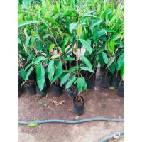 ราคา ใหม่ ต้น กล้า ทุเรียน หมอนทอง เสริมราก3รากขนาด80ซ ม (19630176140)