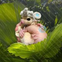 ราคา V หมวกจิ๋ว หมวกไหมพรม หมวก สัตว์เล็ก ชูการ์ กระรอก แฮมสเตอร์ ดอร์เมาส์ แฟตเทล เจอบิล ชูก้า เสื้อ ชุด เสื้อผ้า (19470286733)