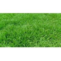 ราคา ขายส่ง 1000000 เมล็ด เมล็ดหญ้าพาสพาลัม Paspalum Grass หญ้าปูสนาม สนามหญ้า พืชตระกูลหญ้า เมล็ดพันธ์หญ้า ปูหญ้า ปูสนาม สนามหญ้าและสวน (2171404507)