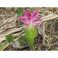 ราคา 2เหง้า ว่านมหากำลัง สรรพคุณของว่านเด่นจัดจ้าน (7501044907)