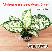 ราคา ต้นอัญมณีขาว ต้นอโกลนีมา ไม้มงคล ไม้ประดับ ไม้ฟอกอากาศ ราคาถูก ขนาดกระถาง 4 นิ้ว อัญมณีขาว ต้นไม้สีขาว (10533400677)