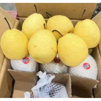 ราคา สาลี่น้ำผึ้ง จีน หวานหอม 1kg ราคาส่ง2kg (20850541451)