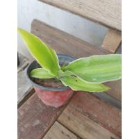 ราคา ต้นอากาเว่ใบด่าง ต้นลูก ปลูกง่าย (18929289195)