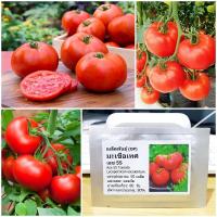 ราคา เมล็ดพันธุ์ มะเขือเทศ เอซ55 Ace 55 Tomato Seed 50 เมล็ด คุณภาพดี ราคาถูก ของแท้ (2739654329)