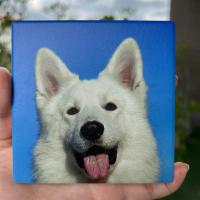 ราคา มีกล่องทุกชิ้น ที่รองแก้ว แผ่นหินรองแก้ว จานรองแก้ว ลายแมว จานรองแก้วแมว (16543300574)