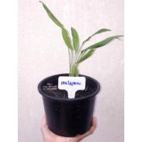 ราคา ว่านเทพรัญจวน เทพรำจวน แบบต้นพร้อมกระถาง ว่านแท้ ปลูกตามตำรา เด่นทางเมตตามหานิยม (20675972945)