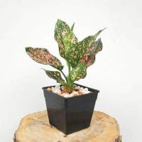 ราคา 1 ต้น กระถาง 6 นิ้ว ต้นว่านรับเงินรับทอง ว่านรับเงินรับทอง มณีเศรษฐี ราชาแห่งไม้ประดับ ว่านมงคล ว่านไทย ปลูกแล้วดี เศรษฐีนิยม ต้นไม้มงคลเรียกทรัพย์ คนทำธุรกิจควรปลูก เรียก เงิน ทอง โชคลาภ วาสนา (20968