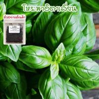 ราคา โหระพาฝรั่ง โหระพาอิตาเลี่ยน เบซิลใบใหญ่ เมล็ดพันธุ์ 50 400 เมล็ด Italian Basil ปลูกง่าย โตเร็ว ซื้อ 10 แถม 1 คละได้ (16407750516)