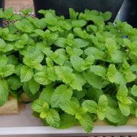 ราคา เมล็ดพันธุ์ สะระแหน่ เมล็ดเปปเปอร์มิ้น เปเปอร์มิ้น 600 เมล็ด 10 แถม 1 คละได้ (21085410927)