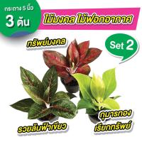 ราคา set 2 ทรัพย์มงคล รวยล้นฟ้า กุมารทองเรียกทรัพย์ 5 นิ้ว ต้นไม้มงคล ต้นไม้ฟอกอากาศ (20729525680)