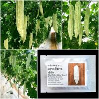 ราคา เมล็ดพันธุ์ มะระสีขาว ญี่ปุ่น Kita White Bitter Gourd F1 Seed 5 เมล็ด คุณภาพดี ของแท้ 100 (21297851614)