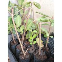 ราคา กิ่งชำต้นฝรั่งกิมจู 1 ต้น ถุง (20439036684)