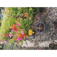 ราคา ต้นเฟื่องฟ้าแฟนตาซี 1 ต้นมี 3 4 สี จัดทรงเป็นพุ่ม หมวก จัดส่งพร้อมกระถาง 10 นิ้ว สูง 70 80 ซม สามารถตั้งประดับหน้าบ้านได้ (18344647473)