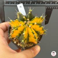 ราคา ยิมโนด่าง ไม้เมล็ด Gymnocalycium แคคตัส กระบองเพชร cactus succulent (7946410457)