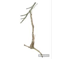 ราคา กาฝากขนุนแท้ กิ่งที่ 7 (20223400563)