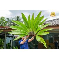 ราคา เฟิร์นข้าหลวง เฟิร์นข้าหลวงหลังลาย เฟิร์นรังนก เฟิร์นข้าหลวงโอซาก้า ไซส์L (19937263655)