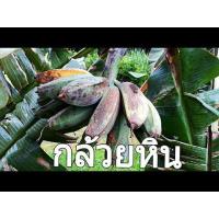 ราคา ต้น กล้วยหิน กล้วยพันธุ์ใหญ่ยักษ์ เนื้อแน่นรสหวาน จัดส่งพร้อมถุง 6 นิ้ว ลำต้นสูง 50 70ซม (21008558426)