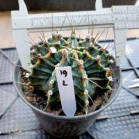 ราคา หนามโหด หนามแปลก ไม้สะสม คัดพิเศษ ไม้เมล็ด ต้นกระบองเพชร ต้นแคคตัส แคคตัส กระบองเพชร (19838357803)