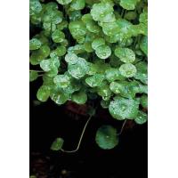 ราคา แว่นแก้ว ไม้น้ำ ต้นไม้มงคล กระถาง 11 นิ้ว (1023734831)