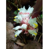 ราคา ดอกทองแห้ง 5ชนิด ให้เลือก ปลุกเสกแล้ว ราคาต่อ1ดอก พกติดตัว ว่านดอกทอง ต้นดอกทอง ดอกทองเขมร ดอกทองอุมาวดี ดอกทองเทพประสิทธิ์ ดอกทอง (16777715718)