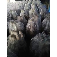 ราคา ก้อนเห็ดโคนเล็ก (19583165039)