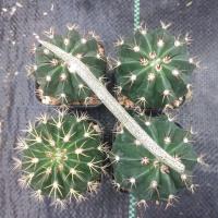ราคา ชุดสำหรับกราฟคาปุดเมดูช่า Set of Grafting Astrophytum caput medusae ต้นกระบองเพชร ต้นแคคตัส แคคตัส กระบองเพชร (16556414395)