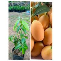 ราคา ต้นมะปรางหวาน ผลใหญ่หวาน สูง60 70 ซ ม พร้อมปลูก แบบเสียบยอด (15956871780)