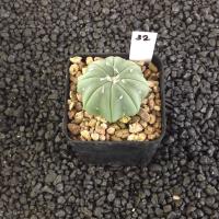 ราคา Astrophytum Star shape แคคตัส กระบองเพชร AA01 (17807086221)
