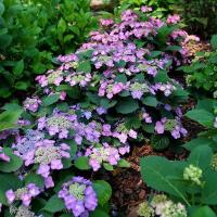 ราคา 20 เมล็ด เมล็ดไฮเดรนเยีย Hydrangea Seeds ดอกไม้ที่สื่อถึงความเข้าใจ ความซื่อสัตย์ สายพันธุ์ Tuff Stuff Top Fun (21086276727)
