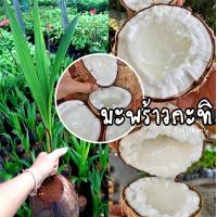 ราคา มะพร้าวกะทิ ต้นสวยพร้อมส่ง พันธุ์มะพร้าวนํ้าหอมกะทิแท้100 ต้นมะพร้าวกะทิต้นเตี้ย เนื้อฟู เนื้อหนา อร่อย ต้นมะพร้าวกะทิอัมพวา ต้นมะ (16426838077)