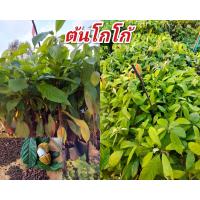 ราคา ต้นโกโก้พันธุ์ชุมพรพร้อมปลูกทนโรค ให้ผลดก ให้ผลผลิตเร็ว รากแข็งแรง ต้นสูง60 70cm (17422849257)