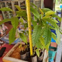 ราคา ต้นกระท่อมก้านแดง เพาะเมล็ด สูงประมาณ 1 ฟุต ได้ 3 ต้น (14172572265)