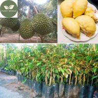 ราคา ต้นทาบ สูง 60 80ซม ต้นทุเรียนหมอนทอง ทุเรียนหมอนทอง เมล็ดแบน รสมัน ให้ผลผลิตสูง (21094713128)