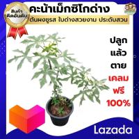 ราคา คะน้าเม็กซิโกด่าง คาน้าไชยาด่าง ต้นผงชูรสด่าง กระถาง 6 นิ้ว ต้นฟอร์มสวย ไม้ด่างหายาก (16975884557)