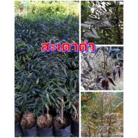 ราคา ต้นสะเดาดำ ต้นพันธุ์เสียบยอดสูง 30 40 ซม สะเดาดำมีสรรพคุณทางยาเยอะ ต้นพันธุ์มีรากแก้วแข็งแรงพร้อมปลูก ปลูกง่าย โตไว (11129852951)