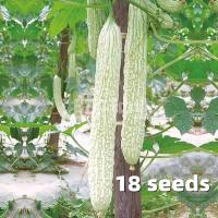 ราคา ปลูกได้ทั้งปี Bitter Gourd Seeds เมล็ดพันธุ์มะระจีน เขียวหยก Bitter Gourd Seeds เมล็ดพันธุ์มะระจีนขาว เมล็ดมะระขาว White Bitter Gourd Seeds for Planting Vegetables Plants Seeds เมล็ดพันธุ์มะระ เมล็ดผั