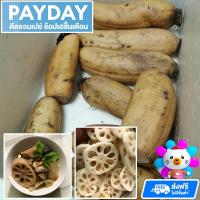 ราคา ส่งฟรี รากบัวสด 1กิโล ทำของหวาน ทำอาหาร ส่งฟรีไม่มีขั้นต่ำ รากบัว รากบัวไทย รากบัวจีด ผงรากบัว รากบัวเชื่อม (16593877302)