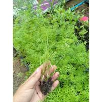 ราคา พร้อมส่ง ต้นกล้าแครอทนอก เสียหายยินดีคืนเงินทุกกรณี (20983824379)