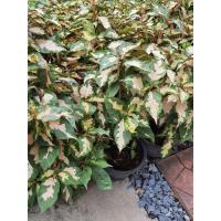 ราคา ต้นสามกษัตริย์ ทอง นาค เงิน ไม้มงคลเสริมโชคลาภและความโชคดี สูง 40 50ซม ในกระถาง10นิ้ว (14559125161)