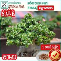 ราคา เมล็ดชวนชม แกะชฏาเพชร 1 ซอง บรรจุ 5 เม็ด เมล็ดชวนชมเก็บใหม่ ตามฤดูกาล สดใหม่จากสวนแก้ววิชิต (9250239294)