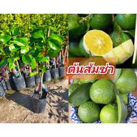 ราคา ต้นส้มซ่า เสียบยอด ขนาด50 60ซม 1ปีติดผล ผลมีกลิ่นหอม รสเปรี้ยวอมหวาน (17431186285)