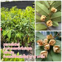 ราคา ต้นดอกนมแมว 1 ชุด ได้ 2 ต้น ดอกนมแมว กลิ่นหอมเย็นชื่นใจ หอมแรงกลางคืน ออกดอกทั้งปี (16109444632)