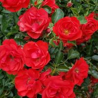 ราคา 12 Climber Roses Seeds เมล็ดกุหลาบ ต้นไม้ประดับบ้าน กุหลาบเลื้อย สายพันธุ์ Mini Cherry ดอกสีแดง (20649985669)