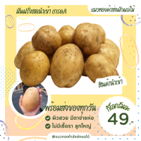 ราคา มันฝรั่งสด potato ยกลัง 10KG สินค้านำเข้า มันฝรั่ง (21239710047)