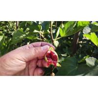 ราคา ต้นมะเดื่อฝรั่ง มะเดื่อ มะเดื่อฝรั่ง Fig พันธุ์ white madeira fig ต้นสมบูรณ์มาก รากแน่นๆ มีผลขนาดใหญ่ จัดส่งพร้อมกระถาง 6 นิ้ว ลำต้นสูง 50 ซม (20987382108)